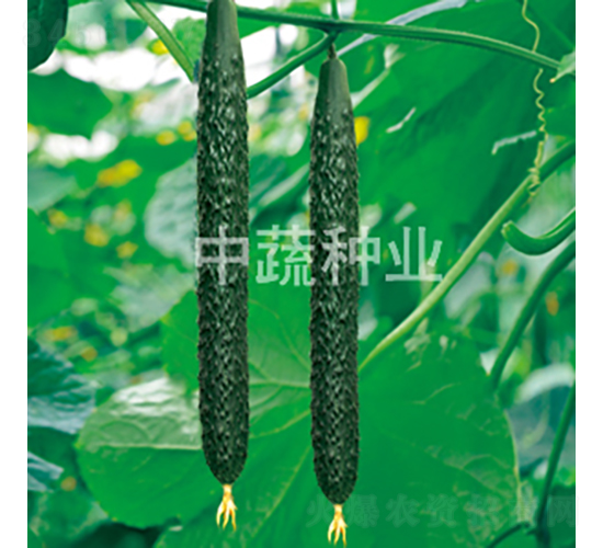 中農(nóng)18號-黃瓜種子-中蔬種業(yè)