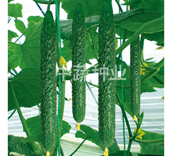 中農(nóng)28號(hào)-黃瓜種子-中蔬種業(yè)