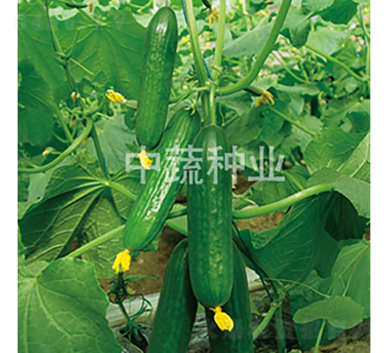 中農(nóng)29號(hào)-黃瓜種子-中蔬種業(yè)