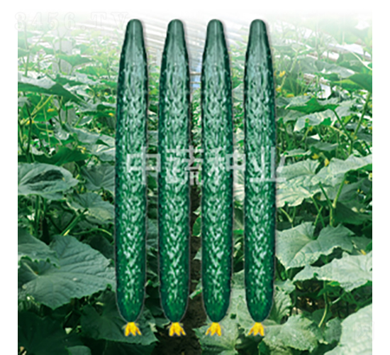 中農(nóng)48-黃瓜種子-中蔬種業(yè)