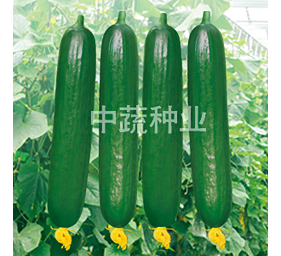中農(nóng)59-黃瓜種子-中蔬種業(yè)