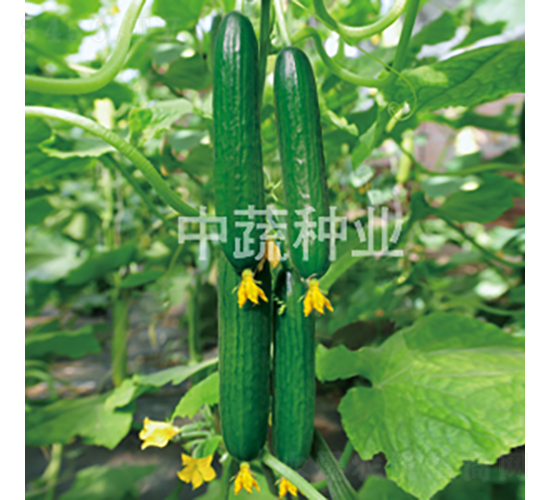 中農(nóng)49-黃瓜種子-中蔬種業(yè)