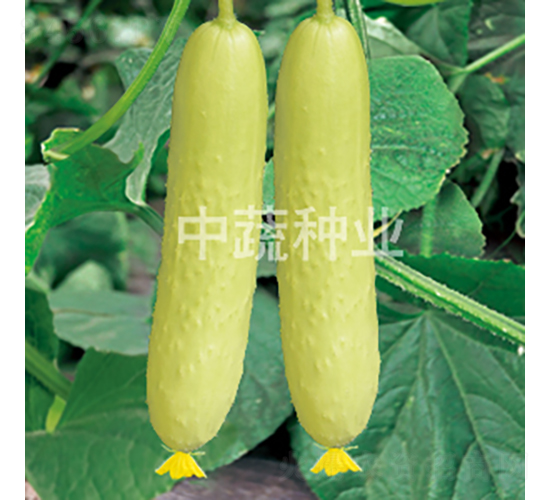 中農(nóng)脆玉2號-黃瓜種子-中蔬種業(yè)