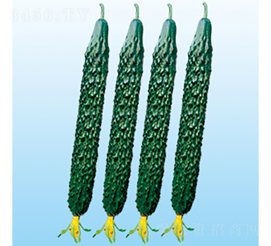 中農(nóng)62號(hào)-黃瓜種子-中蔬種業(yè)