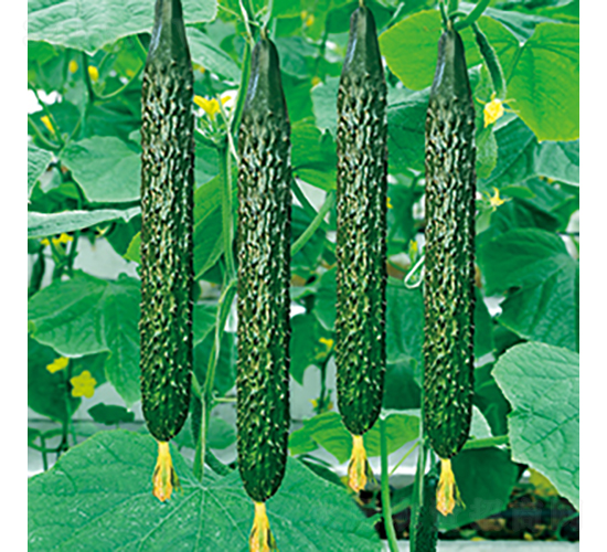 中農(nóng)72號-黃瓜種子-中蔬種業(yè)