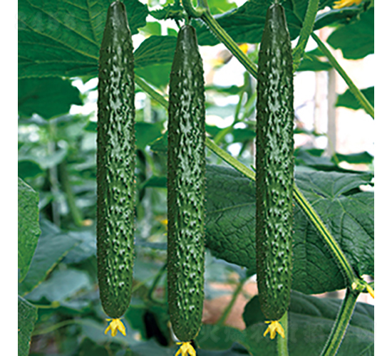 中農(nóng)126-黃瓜種子-中蔬種業(yè)