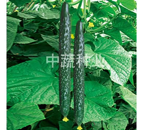 精選中農(nóng)8號-黃瓜種子-中蔬種業(yè)