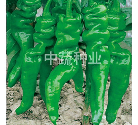 中椒209號-辣椒種子-中蔬種業(yè)
