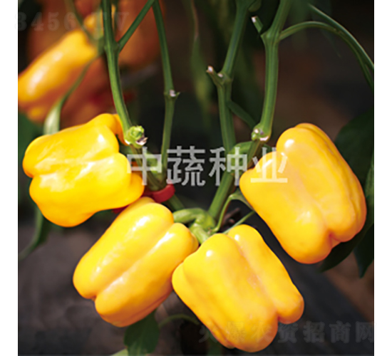中蔬黃鉆1號-辣椒種子-中蔬種業(yè)