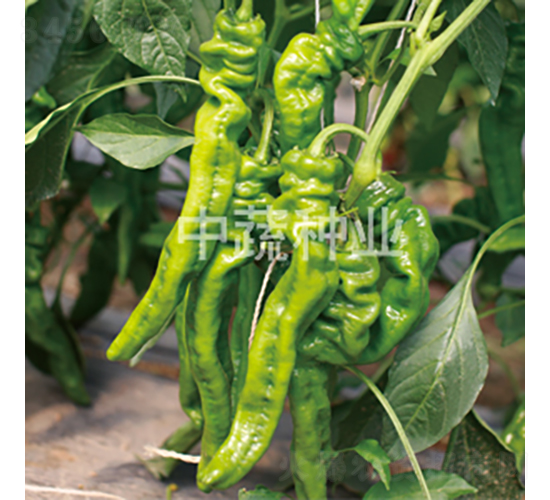 中椒409-辣椒種子-中蔬種業(yè)