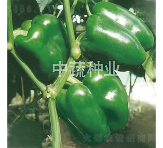 中椒4號(hào)-甜椒種子-中蔬種業(yè)