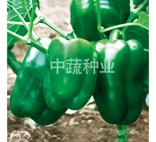 中椒8-甜椒種子-中蔬種業(yè)