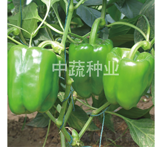 中椒105-甜椒種子-中蔬種業(yè)