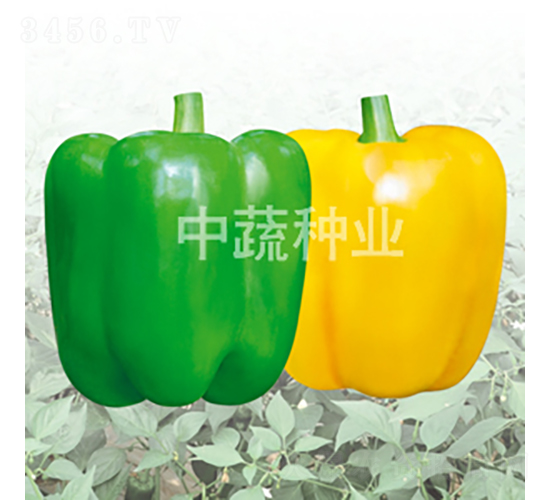 中椒08-08號-甜椒種子-中蔬種業(yè)
