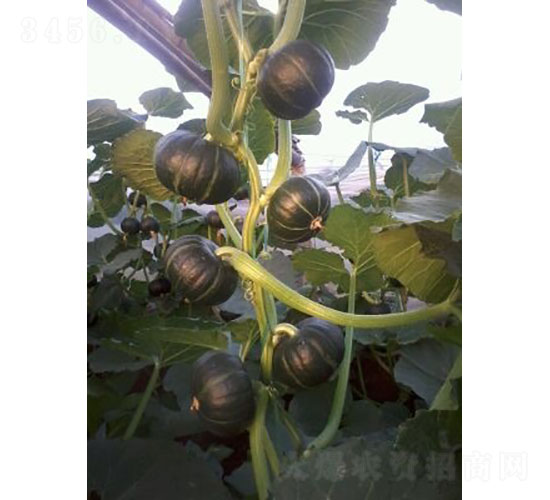 陽光一號南瓜種子-華昂農(nóng)業(yè)