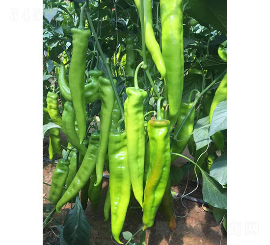 華昂萬福（1927）尖椒種子-華昂農(nóng)業(yè)