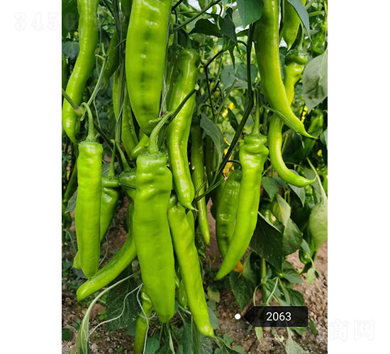 �����̖��2063���⽷�N��-�A���r(n��ng)�I(y��)