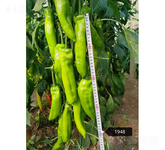 ���D��1948���⽷�N��-�A���r(n��ng)�I(y��)