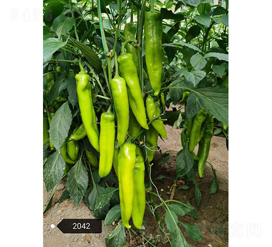 ���D��2042���⽷�N��-�A���r(n��ng)�I(y��)