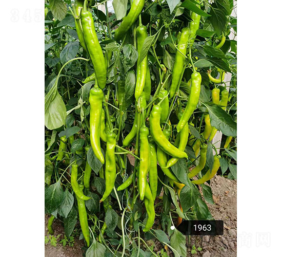 華昂秋圣（1963）尖椒種子-華昂農(nóng)業(yè)