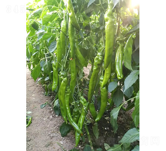 �A�����㣨1964���⽷�N��-�A���r�I(y��)