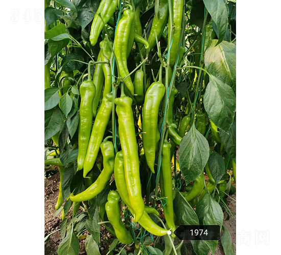 速騰（1974）尖椒種子-華昂農(nóng)業(yè)
