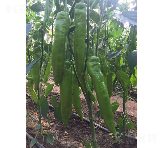 ���v��1975���⽷�N��-�A���r(n��ng)�I(y��)