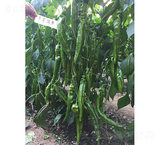 �A���G�㣨1947���⽷�N��-�A���r(n��ng)�I(y��)