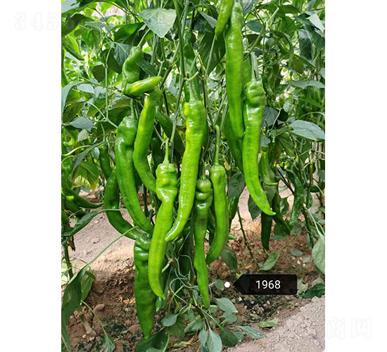 �A���G�飨1968���⽷�N��-�A���r(n��ng)�I(y��)