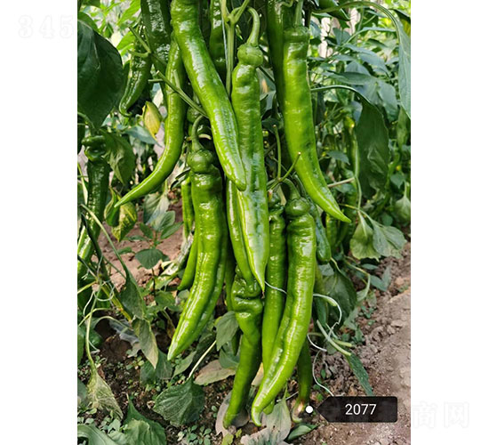 ِ�G��2077���⽷�N��-�A���r(n��ng)�I(y��)