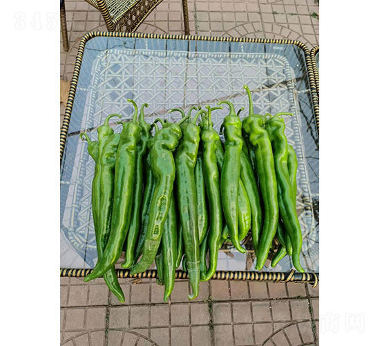 昂椒二號(hào)尖椒種子-華昂農(nóng)業(yè)