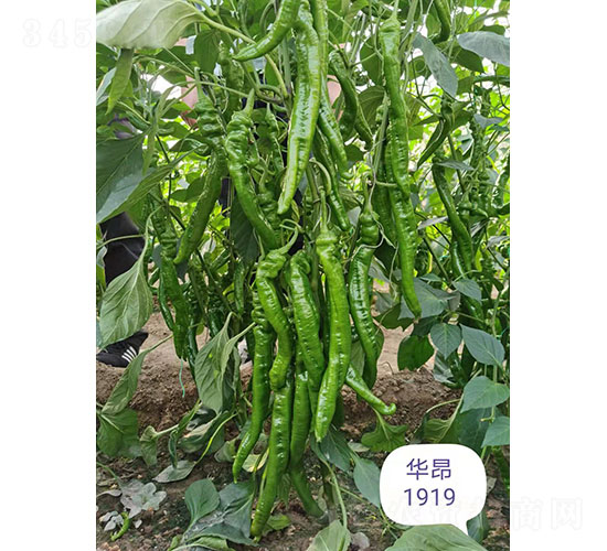 �A��1919�⽷�N��-�A���r(n��ng)�I(y��)