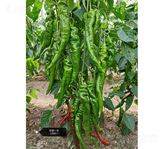 �A�]һ̖��2001���⽷�N��-�A���r(n��ng)�I(y��)