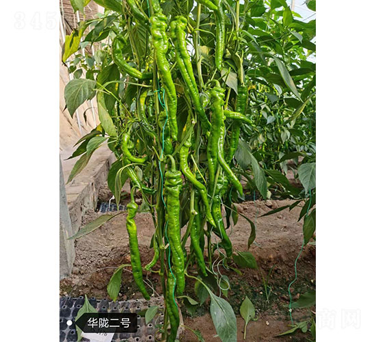 �A�]��̖(h��o)��2179���⽷�N��-�A���r(n��ng)�I(y��)