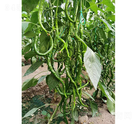華昂細隴（2115）尖椒種子-華昂農(nóng)業(yè)