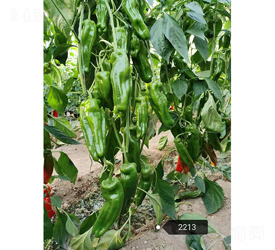 ���\(y��n)��2213���������N��-�A���r(n��ng)�I(y��)