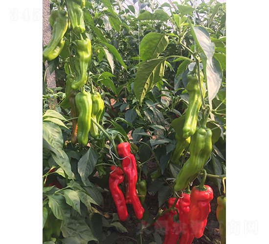馬德里（2219）麻辣椒種子-華昂農(nóng)業(yè)