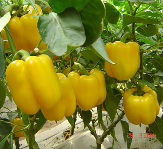 �S�G�ʽ��N��-�A���r(n��ng)�I(y��)