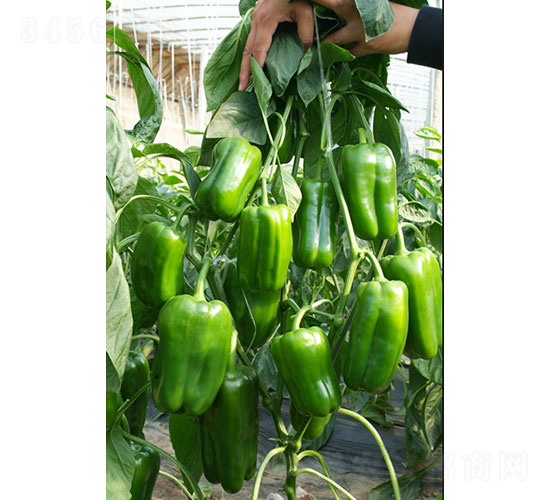 ��Խ�����N��-�A���r(n��ng)�I(y��)