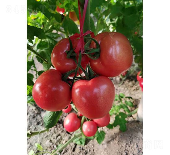 �A��188��PT2011�����ѷN��-�A���r(n��ng)�I(y��)