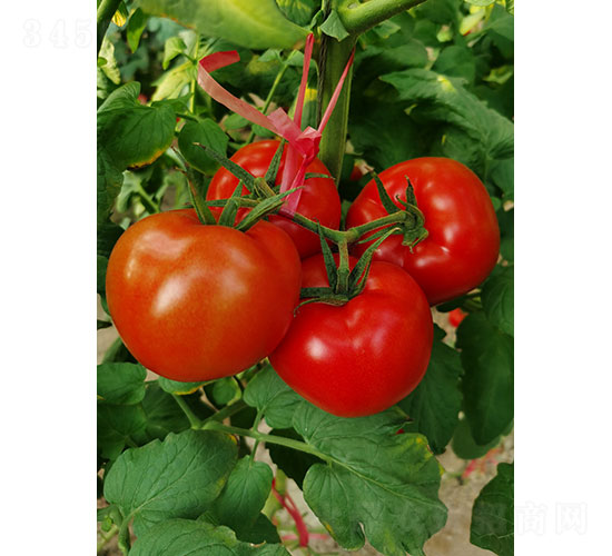 紅圖（RT2018）番茄種子-華昂農(nóng)業(yè)
