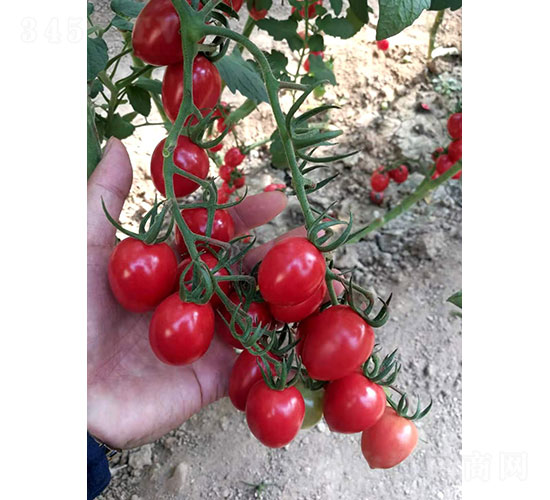 �A�Ѷ�̖(h��o)��1902�����ѷN��-�A���r(n��ng)�I(y��)