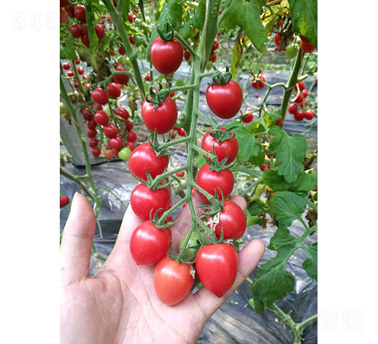 賽美（1903）番茄種子-華昂農(nóng)業(yè)