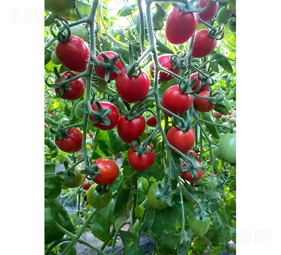 �ۋɋɷ��ѷN��-�A���r(n��ng)�I(y��)