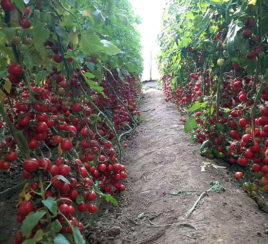 華櫻四號番茄種子-華昂農(nóng)業(yè)