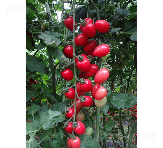 粉禧櫻桃番茄種子-華昂農(nóng)業(yè)