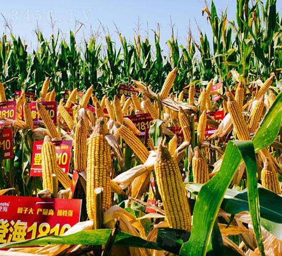 �Ǻ�1810-���׷N��-�Ǻ����r