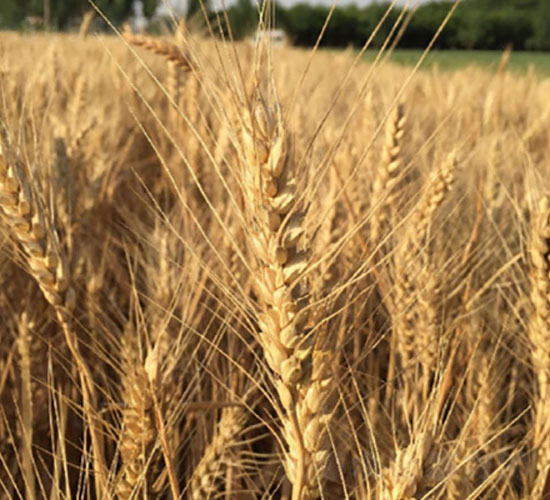 ����22-С���N��-�Ǻ����r(n��ng)