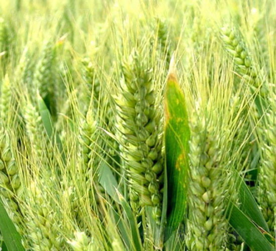 冀麥5265-小麥種子-登海潤農