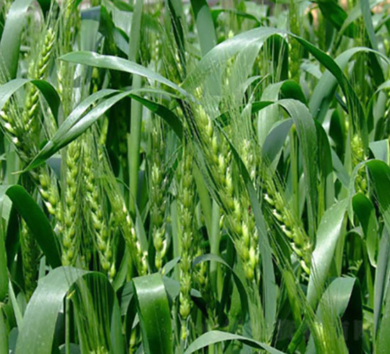 ���r(n��ng)24-С���N��-�Ǻ����r(n��ng)